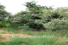 Bauhinia ramosissima